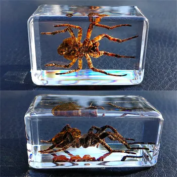 Kūrybos Mažų Ornamentais Nekilnojamojo Vabzdžių Pavyzdžius Skaidrios Dervos Darželio Mokymo Stebėjimo Žaislas Skorpionas Voras Vabalas