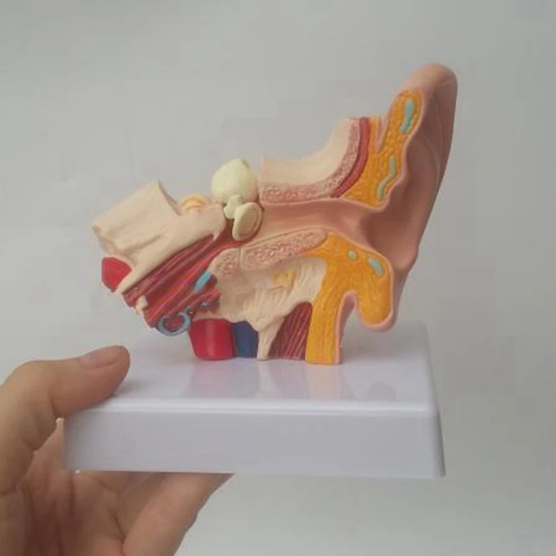 1,5 Karto Žmogaus Ausies Anatomiją Modelis, Kuriame Organų Struktūra Vidurio ir Išorinių Ausų Mokymo Reikmenys Nuotrauka 1