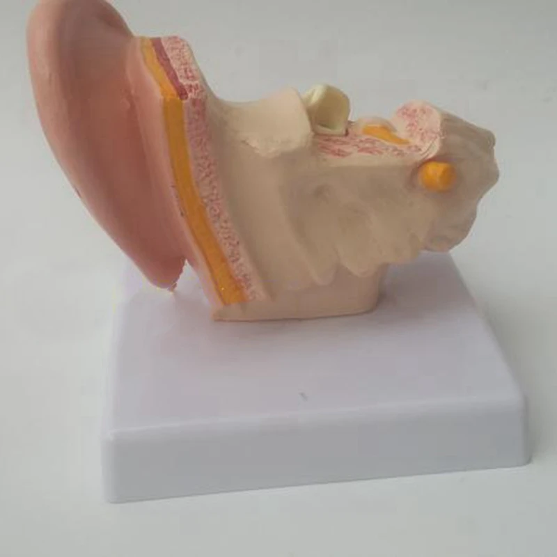 1,5 Karto Žmogaus Ausies Anatomiją Modelis, Kuriame Organų Struktūra Vidurio ir Išorinių Ausų Mokymo Reikmenys Nuotrauka 3