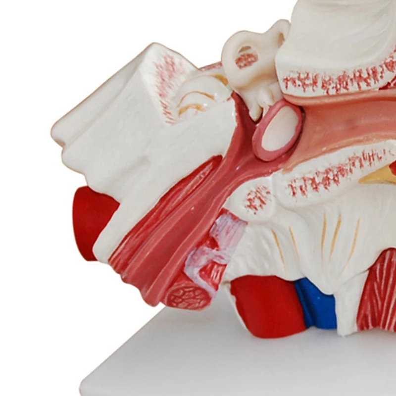1,5 Karto Žmogaus Ausies Anatomiją Modelis, Kuriame Organų Struktūra Vidurio ir Išorinių Ausų Mokymo Reikmenys Nuotrauka 4