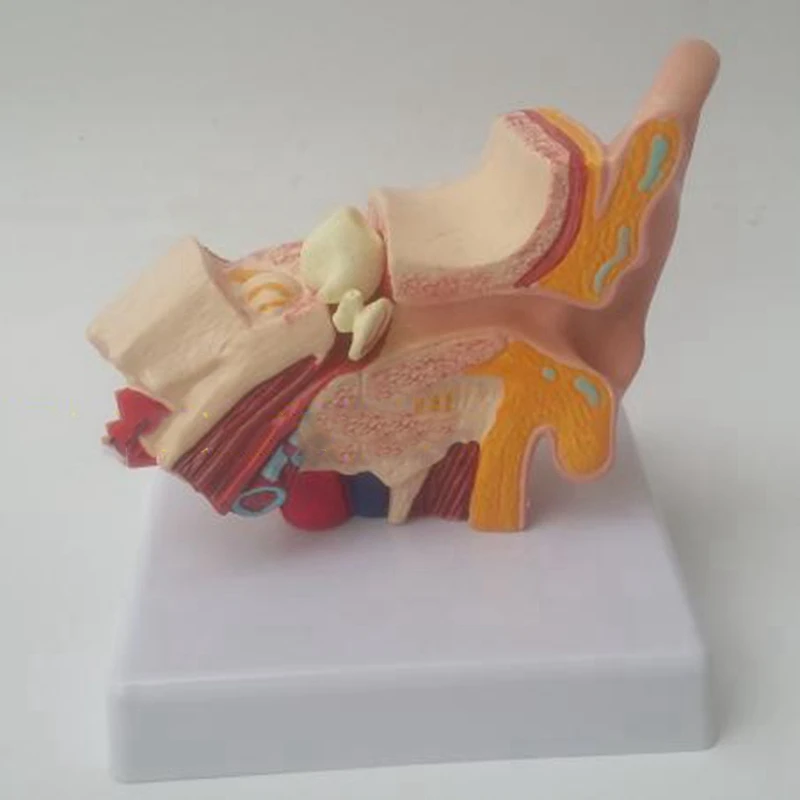 1,5 Karto Žmogaus Ausies Anatomiją Modelis, Kuriame Organų Struktūra Vidurio ir Išorinių Ausų Mokymo Reikmenys Nuotrauka 5