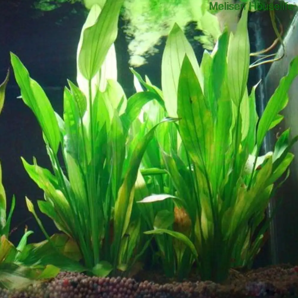 Dirbtinės Plastikinės Vandens Augalų Žolės Akvariumas Deco Augalų, Žuvų Bakas Žolės Gėlių Ornamentu Dekoro Vandens Priedai Nuotrauka 3